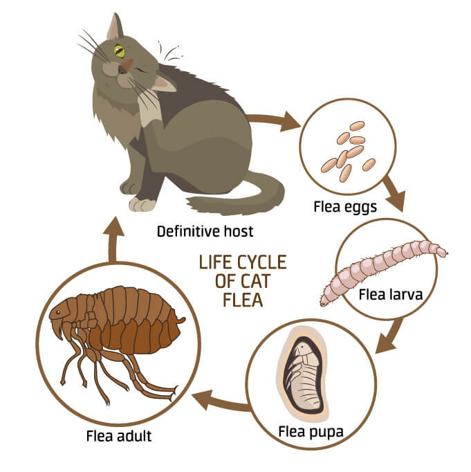 Detectar Tratar Y Prevenir Las Pulgas Del Gato Cats Best